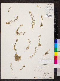 Draba brachycarpa image