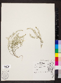 Draba brachycarpa image