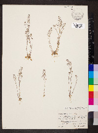 Draba brachycarpa image