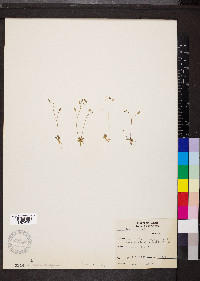 Draba verna image