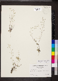 Draba nemorosa image