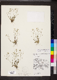 Draba nemorosa image