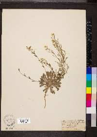 Draba ramosissima image