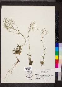 Draba ramosissima image