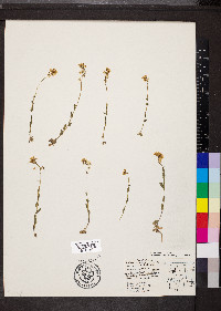 Draba spectabilis image