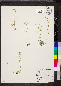 Draba stenoloba image