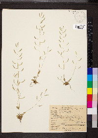 Draba stenoloba image