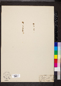 Draba incana image