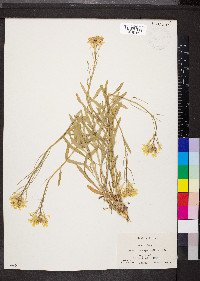 Erysimum asperum image