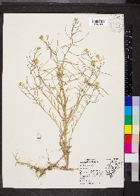 Erysimum repandum image