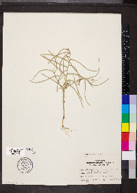 Erysimum repandum image