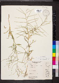 Erysimum repandum image