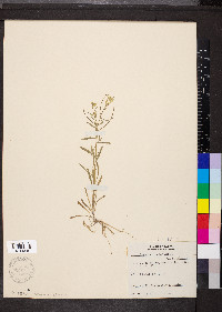 Erysimum repandum image