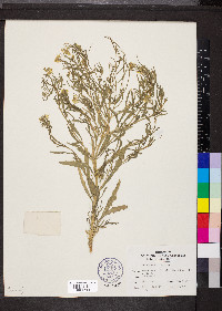 Erysimum repandum image