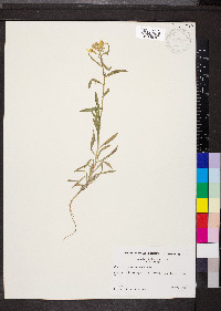 Erysimum asperum image