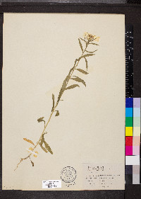 Erysimum cheiranthoides image