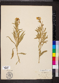 Erysimum cheiri image