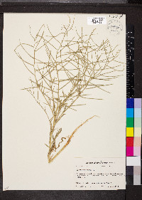 Erysimum repandum image