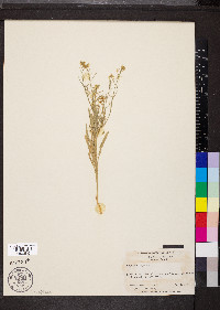 Erysimum repandum image