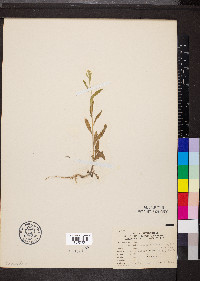 Halimolobos diffusus image
