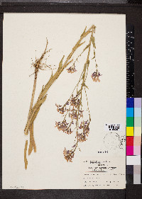 Hesperis matronalis image