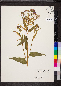 Hesperis matronalis image