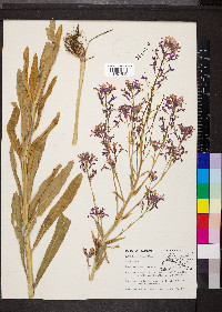 Hesperis matronalis image