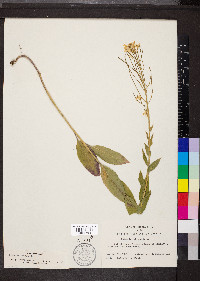 Hesperis matronalis image