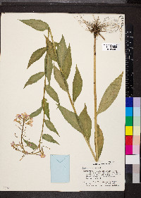 Hesperis matronalis image