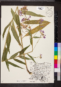 Hesperis matronalis image