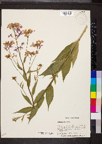 Hesperis matronalis image