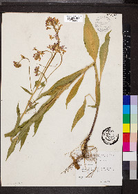 Hesperis matronalis image