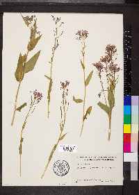 Hesperis matronalis image