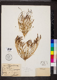 Leavenworthia torulosa image