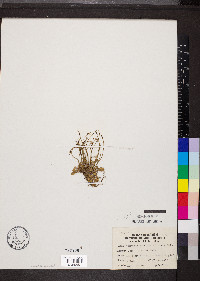 Leavenworthia uniflora image