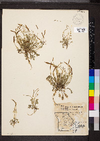 Leavenworthia uniflora image
