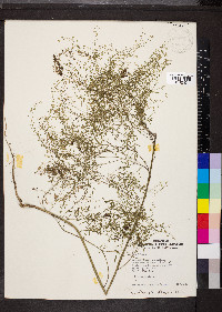 Lepidium densiflorum image