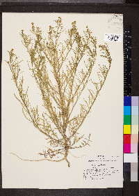 Lepidium densiflorum image