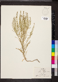 Lepidium densiflorum image