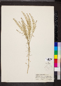 Lepidium densiflorum image