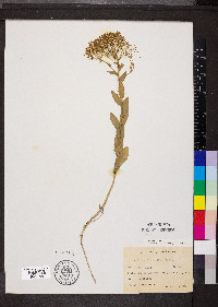 Lepidium draba image