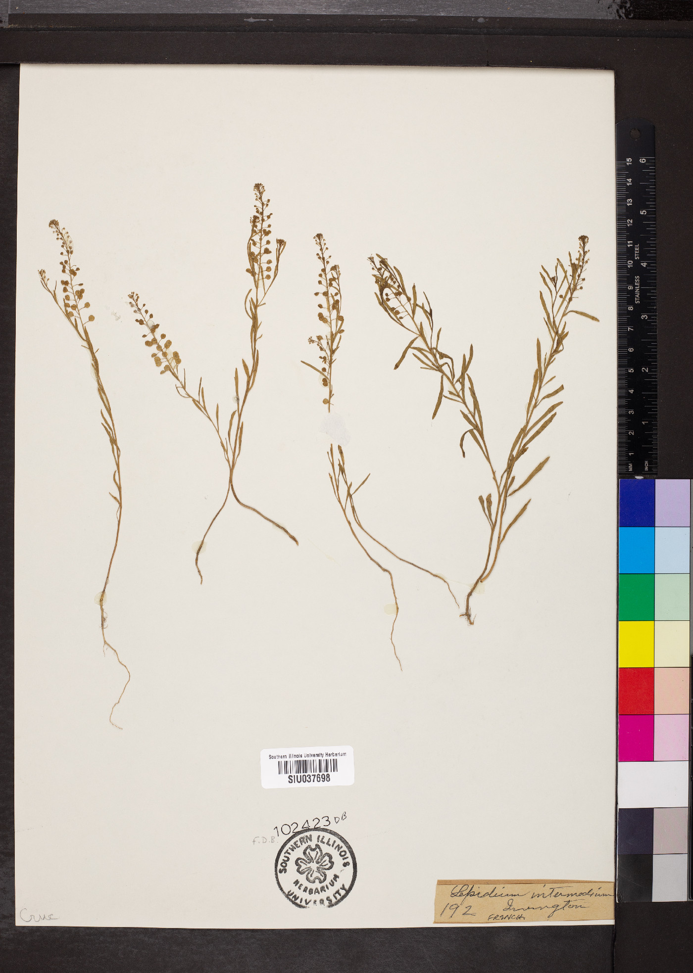Lepidium intermedium image