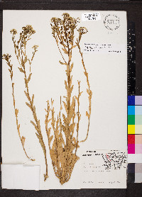 Lepidium campestre image