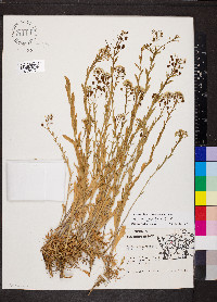 Lepidium campestre image