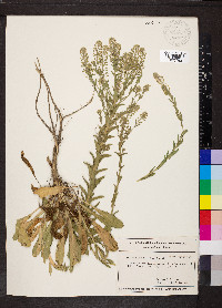 Lepidium campestre image