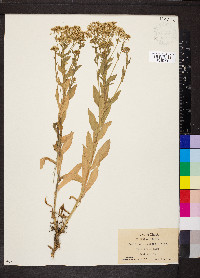 Lepidium campestre image