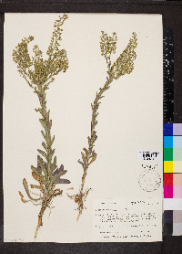 Lepidium campestre image