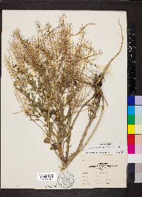 Lepidium campestre image