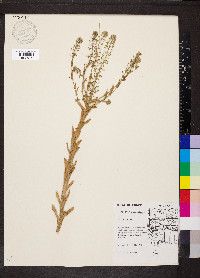 Lepidium campestre image