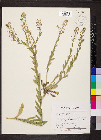 Lepidium campestre image